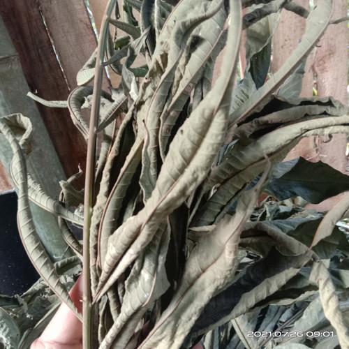 Jual Beli DAUN SUNGKAI KERING ASLI 500 GRAM JASMINEPLANTS Ekosis