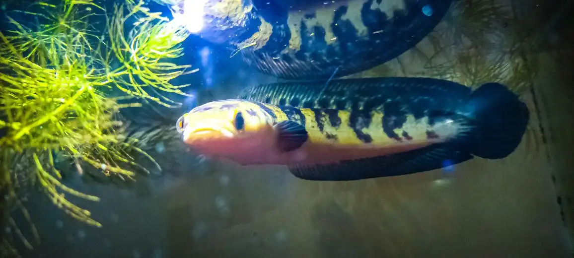 Jenis ikan channa yellow sentarum