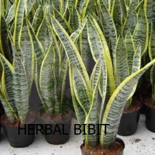 Jual Beli Bibit Tanaman Herbal Daun Lidah Mertua Penyejuk Udara Sensivera Jasmineplants Ekosis