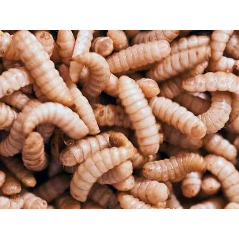 Fresh Cod Maggots Permintaan Pembeli: Maggot Fresh - Ekosis